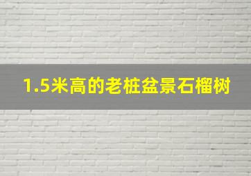 1.5米高的老桩盆景石榴树