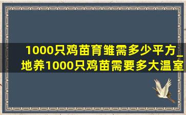 1000只鸡苗育雏需多少平方_地养1000只鸡苗需要多大温室