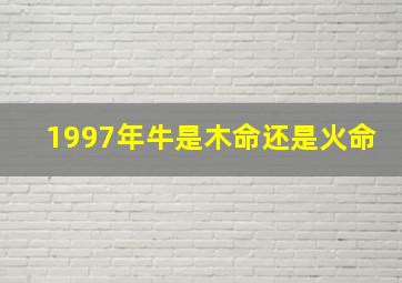 1997年牛是木命还是火命