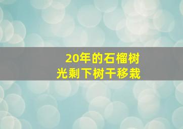 20年的石榴树光剩下树干移栽