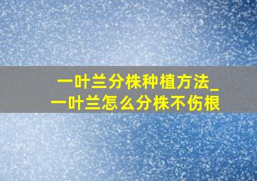 一叶兰分株种植方法_一叶兰怎么分株不伤根