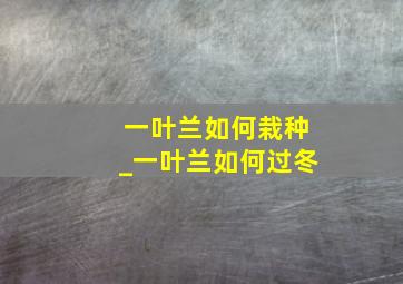 一叶兰如何栽种_一叶兰如何过冬