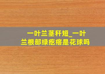 一叶兰茎秆短_一叶兰根部绿疙瘩是花球吗