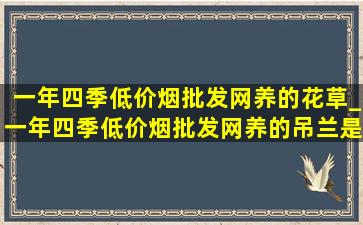 一年四季(低价烟批发网)养的花草_一年四季(低价烟批发网)养的吊兰是哪几种