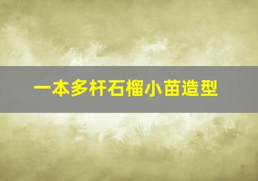 一本多杆石榴小苗造型