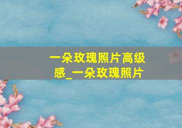 一朵玫瑰照片高级感_一朵玫瑰照片