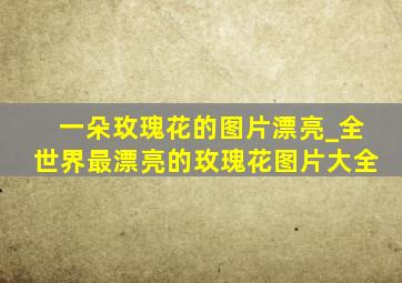 一朵玫瑰花的图片漂亮_全世界最漂亮的玫瑰花图片大全