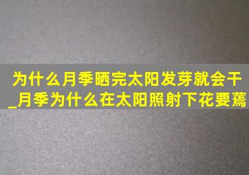 为什么月季晒完太阳发芽就会干_月季为什么在太阳照射下花要蔫