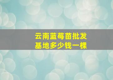 云南蓝莓苗批发基地多少钱一棵