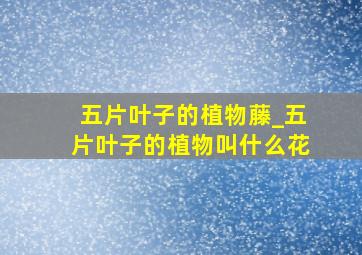 五片叶子的植物藤_五片叶子的植物叫什么花