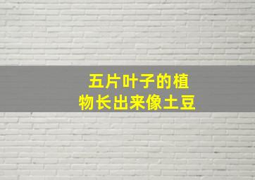 五片叶子的植物长出来像土豆