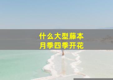 什么大型藤本月季四季开花