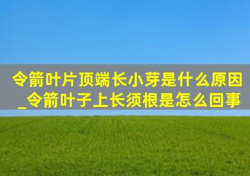 令箭叶片顶端长小芽是什么原因_令箭叶子上长须根是怎么回事