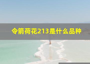 令箭荷花213是什么品种