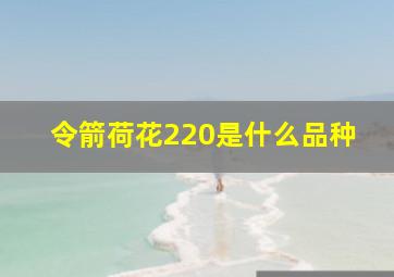 令箭荷花220是什么品种