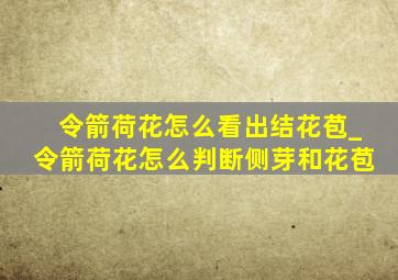 令箭荷花怎么看出结花苞_令箭荷花怎么判断侧芽和花苞