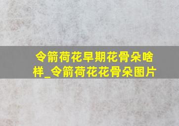 令箭荷花早期花骨朵啥样_令箭荷花花骨朵图片