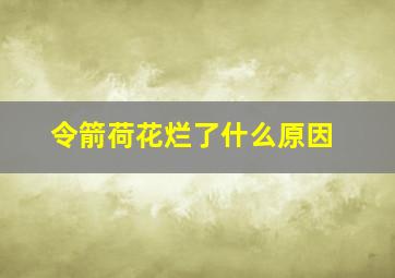 令箭荷花烂了什么原因