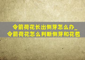 令箭荷花长出侧芽怎么办_令箭荷花怎么判断侧芽和花苞