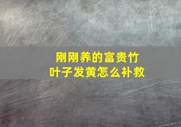 刚刚养的富贵竹叶子发黄怎么补救