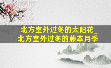 北方室外过冬的太阳花_北方室外过冬的藤本月季