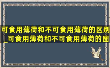 可食用薄荷和不可食用薄荷的区别_可食用薄荷和不可食用薄荷的图片