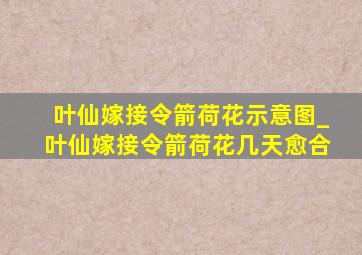 叶仙嫁接令箭荷花示意图_叶仙嫁接令箭荷花几天愈合