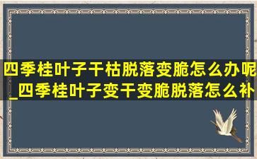 四季桂叶子干枯脱落变脆怎么办呢_四季桂叶子变干变脆脱落怎么补救