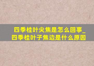 四季桂叶尖焦是怎么回事_四季桂叶子焦边是什么原因