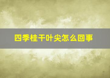 四季桂干叶尖怎么回事