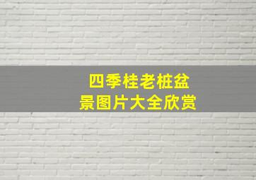 四季桂老桩盆景图片大全欣赏