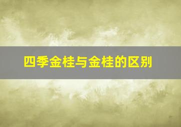 四季金桂与金桂的区别