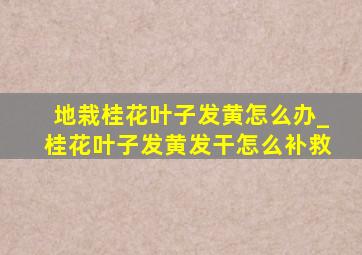 地栽桂花叶子发黄怎么办_桂花叶子发黄发干怎么补救