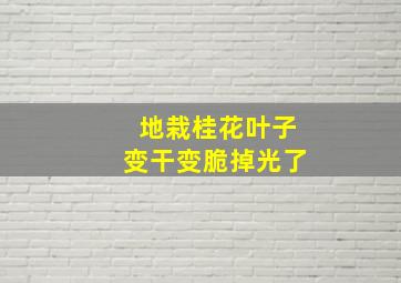 地栽桂花叶子变干变脆掉光了