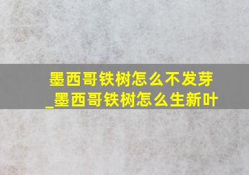 墨西哥铁树怎么不发芽_墨西哥铁树怎么生新叶