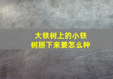 大铁树上的小铁树掰下来要怎么种