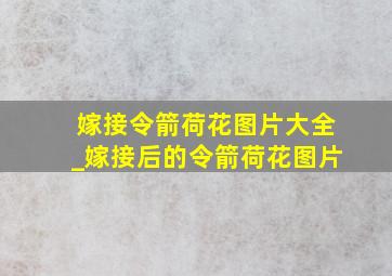 嫁接令箭荷花图片大全_嫁接后的令箭荷花图片