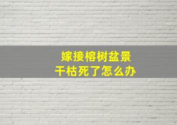 嫁接榕树盆景干枯死了怎么办