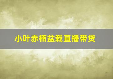 小叶赤楠盆栽直播带货