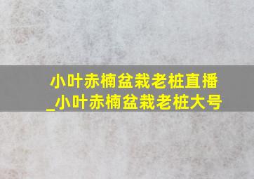 小叶赤楠盆栽老桩直播_小叶赤楠盆栽老桩大号