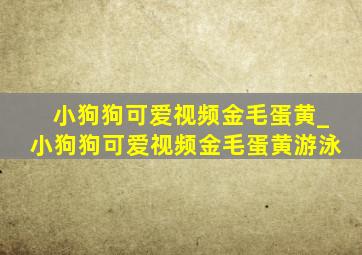 小狗狗可爱视频金毛蛋黄_小狗狗可爱视频金毛蛋黄游泳