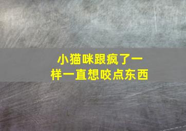 小猫咪跟疯了一样一直想咬点东西