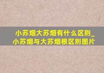 小苏烟大苏烟有什么区别_小苏烟与大苏烟根区别图片