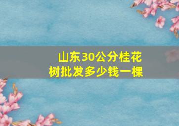 山东30公分桂花树批发多少钱一棵