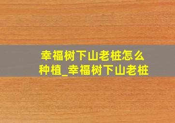 幸福树下山老桩怎么种植_幸福树下山老桩