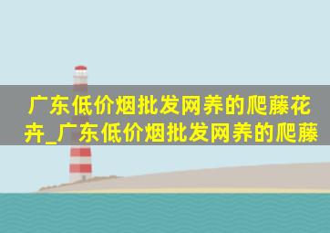 广东(低价烟批发网)养的爬藤花卉_广东(低价烟批发网)养的爬藤