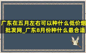 广东在五月左右可以种什么(低价烟批发网)_广东8月份种什么最合适