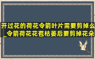 开过花的荷花令箭叶片需要剪掉么_令箭荷花花苞枯萎后要剪掉花朵吗