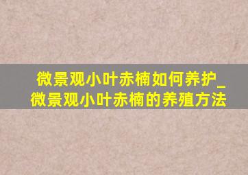 微景观小叶赤楠如何养护_微景观小叶赤楠的养殖方法