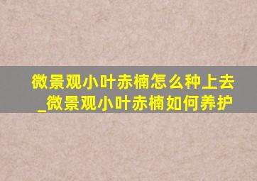 微景观小叶赤楠怎么种上去_微景观小叶赤楠如何养护